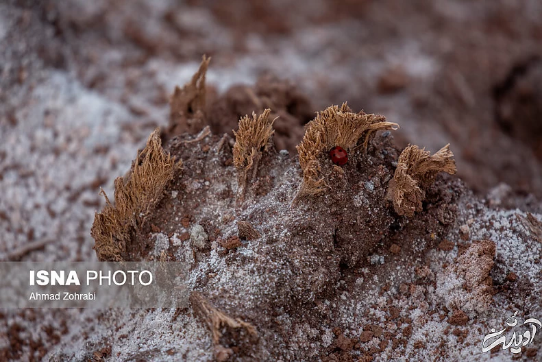 (تصاویر) طبیعت گردشگری قم